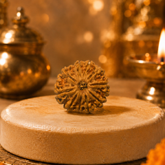 10 Mukhi Nepali Rudraksha Bead for Protection & Stability