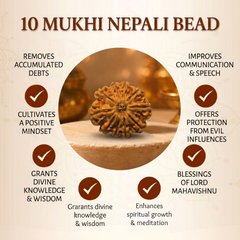 10 Mukhi Nepali Rudraksha Bead for Protection & Stability