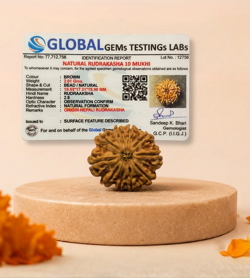10 Mukhi Nepali Rudraksha Bead for Protection & Stability
