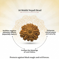 10 Mukhi Nepali Rudraksha Bead for Protection & Stability