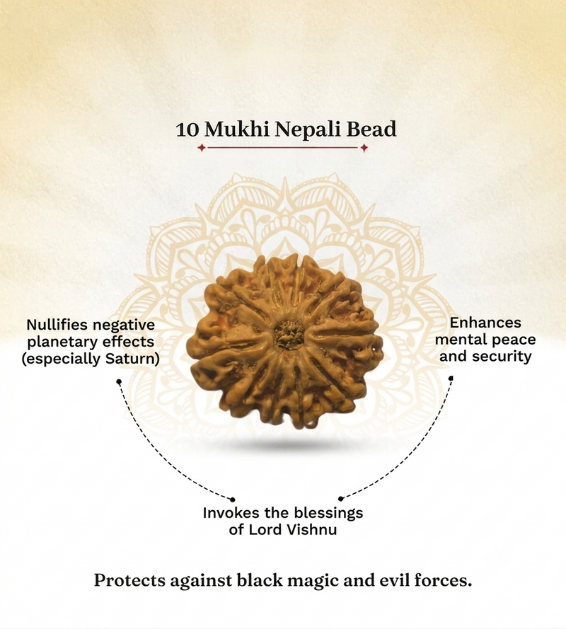 10 Mukhi Nepali Rudraksha Bead for Protection & Stability