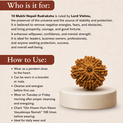 10 Mukhi Nepali Rudraksha Bead for Protection & Stability