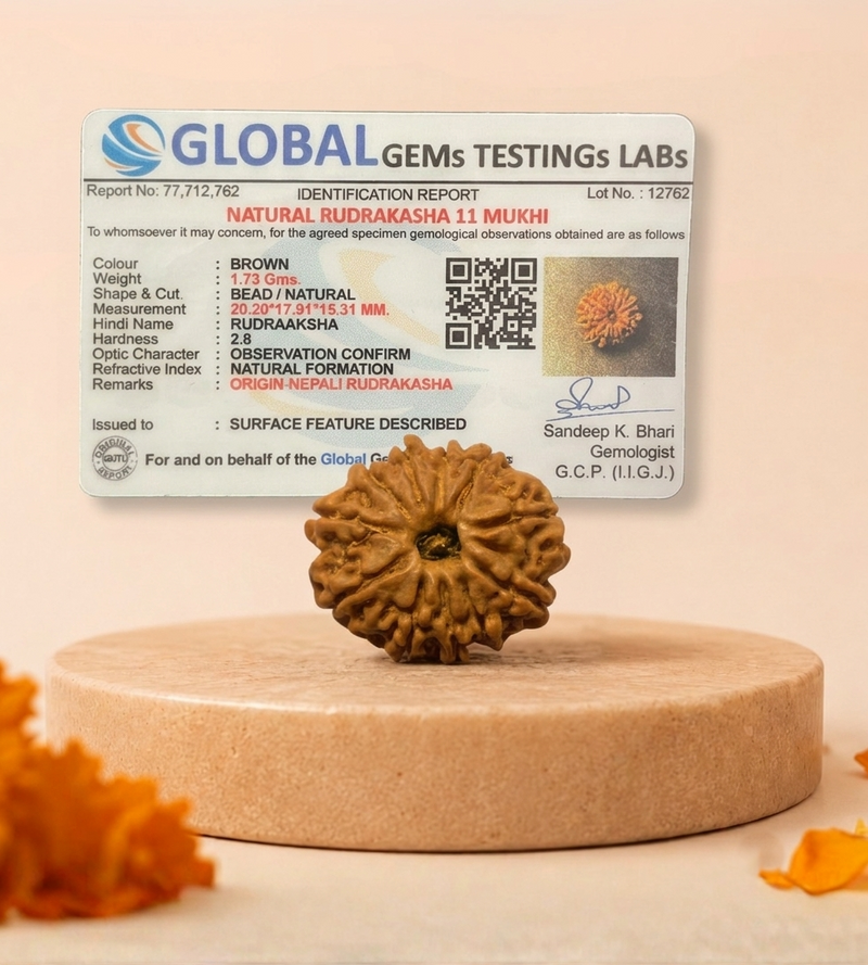 11 Mukhi Nepali Rudraksha Bead for Spiritual Wisdom & Focus