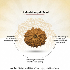 11 Mukhi Nepali Rudraksha Bead for Spiritual Wisdom & Focus