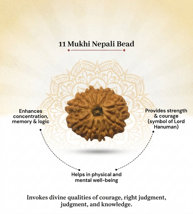 11 Mukhi Nepali Rudraksha Bead for Spiritual Wisdom & Focus