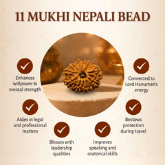 11 Mukhi Nepali Rudraksha Bead for Spiritual Wisdom & Focus