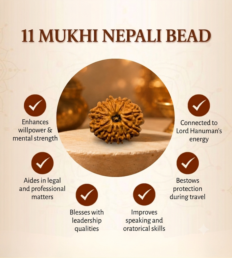 11 Mukhi Nepali Rudraksha Bead for Spiritual Wisdom & Focus