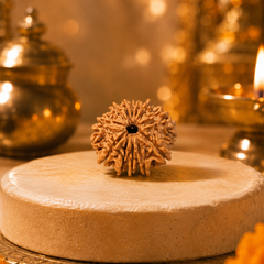 12 Mukhi Nepali Rudraksha Bead for Confidence & Vitality