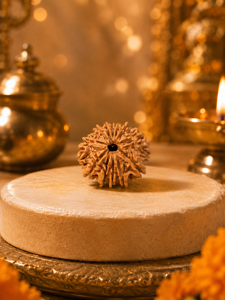 12 Mukhi Nepali Rudraksha Bead for Confidence & Vitality