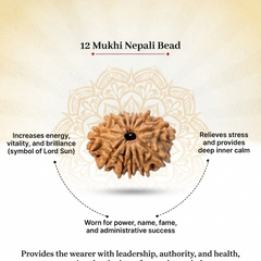 12 Mukhi Nepali Rudraksha Bead for Confidence & Vitality