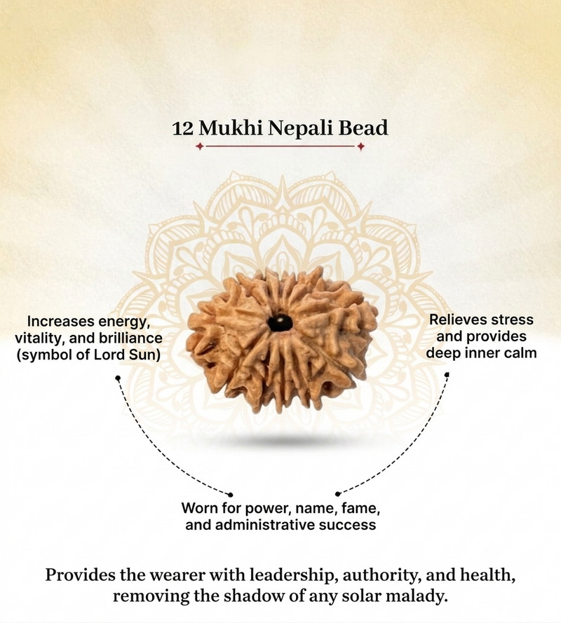 12 Mukhi Nepali Rudraksha Bead for Confidence & Vitality