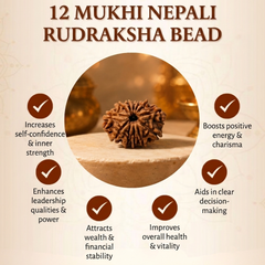12 Mukhi Nepali Rudraksha Bead for Confidence & Vitality