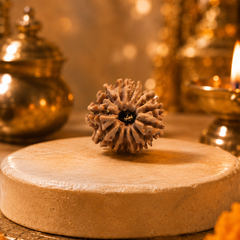 13 Mukhi Nepali Rudraksha Bead for Charisma & Success