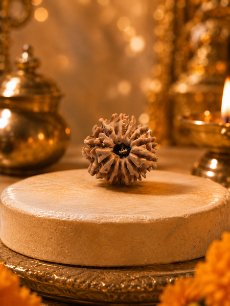 13 Mukhi Nepali Rudraksha Bead for Charisma & Success