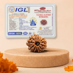 13 Mukhi Nepali Rudraksha Bead for Charisma & Success