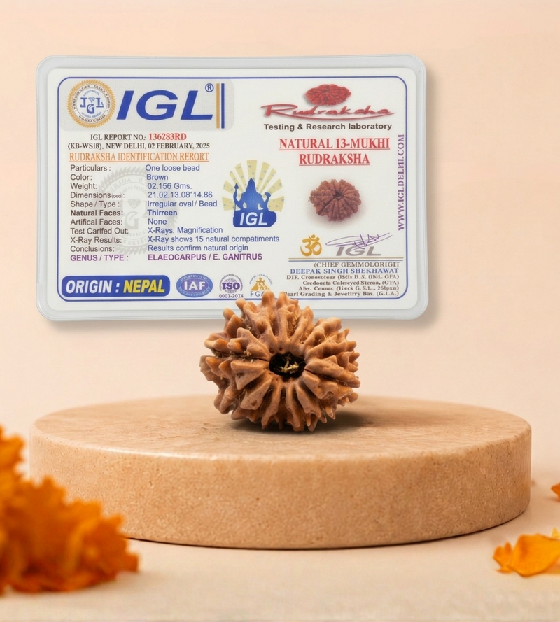 13 Mukhi Nepali Rudraksha Bead for Charisma & Success