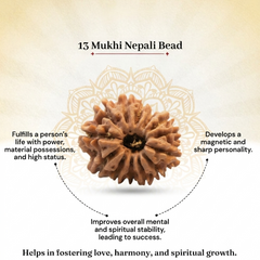 13 Mukhi Nepali Rudraksha Bead for Charisma & Success