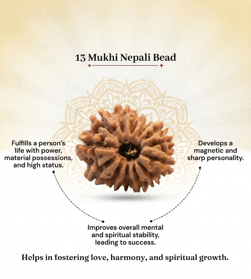 13 Mukhi Nepali Rudraksha Bead for Charisma & Success