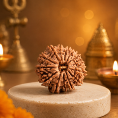 14 Mukhi Nepali Rudraksha Bead for Spiritual Protection & Wisdom