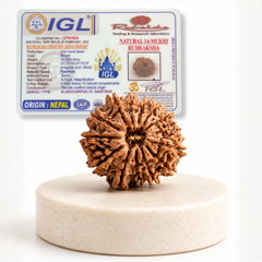 14 Mukhi Nepali Rudraksha Bead for Spiritual Protection & Wisdom