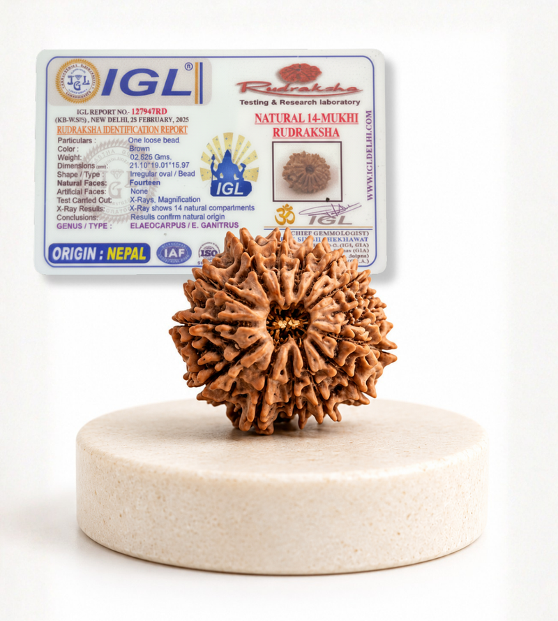14 Mukhi Nepali Rudraksha Bead for Spiritual Protection & Wisdom