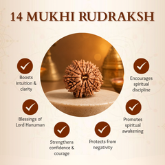 14 Mukhi Nepali Rudraksha Bead for Spiritual Protection & Wisdom
