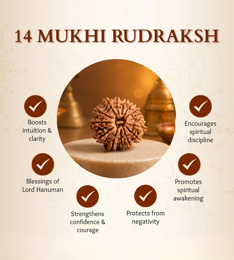 14 Mukhi Nepali Rudraksha Bead for Spiritual Protection & Wisdom
