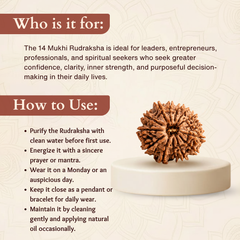 14 Mukhi Nepali Rudraksha Bead for Spiritual Protection & Wisdom