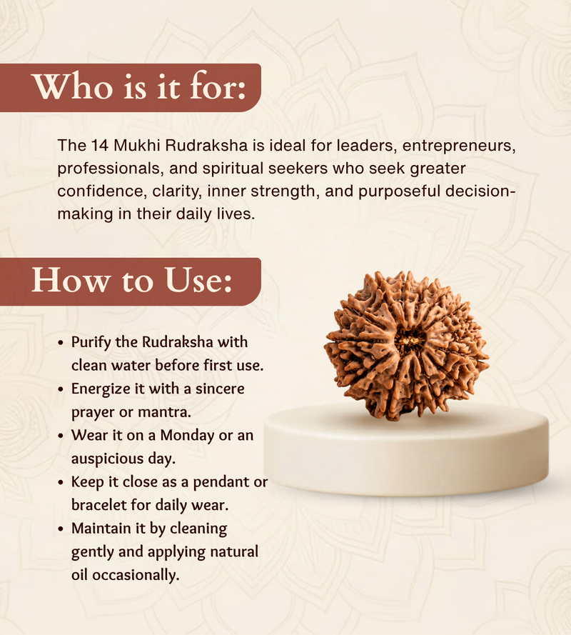 14 Mukhi Nepali Rudraksha Bead for Spiritual Protection & Wisdom