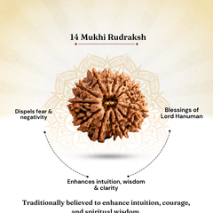 14 Mukhi Nepali Rudraksha Bead for Spiritual Protection & Wisdom