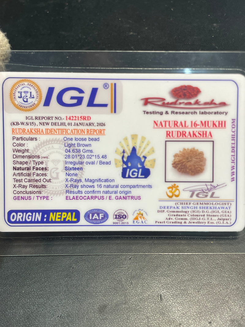 16 Mukhi Nepali Rudraksha for Divine Protection & Victory