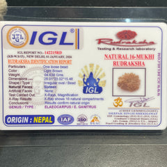 16 Mukhi Nepali Rudraksha for Divine Protection & Victory