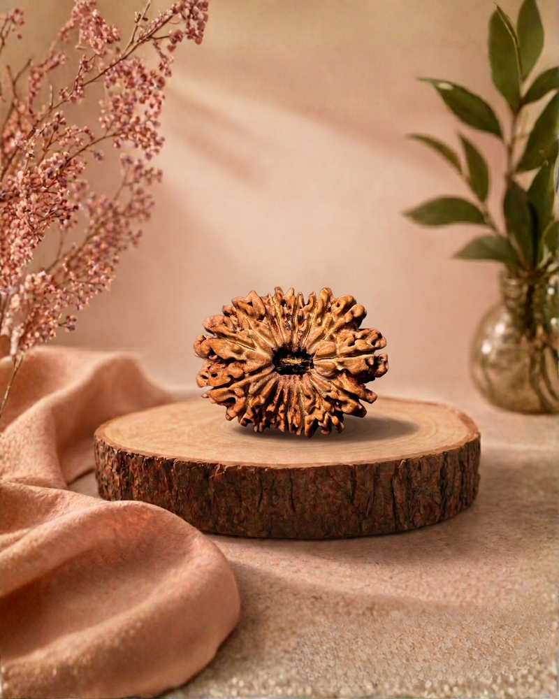 16 Mukhi Gauri Shankar Rudraksha Nepali Sacred Bead