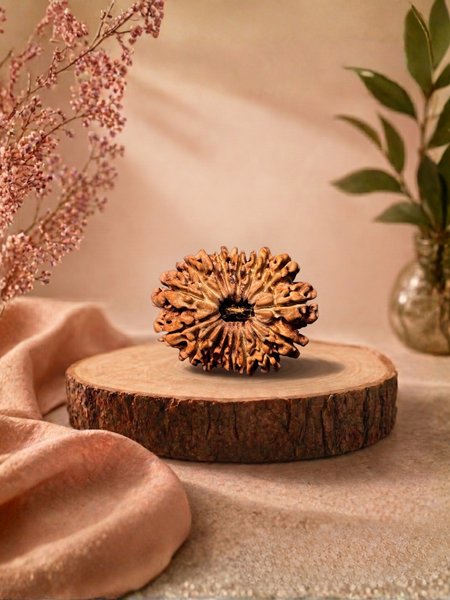 16 Mukhi Gauri Shankar Rudraksha Nepali Sacred Bead