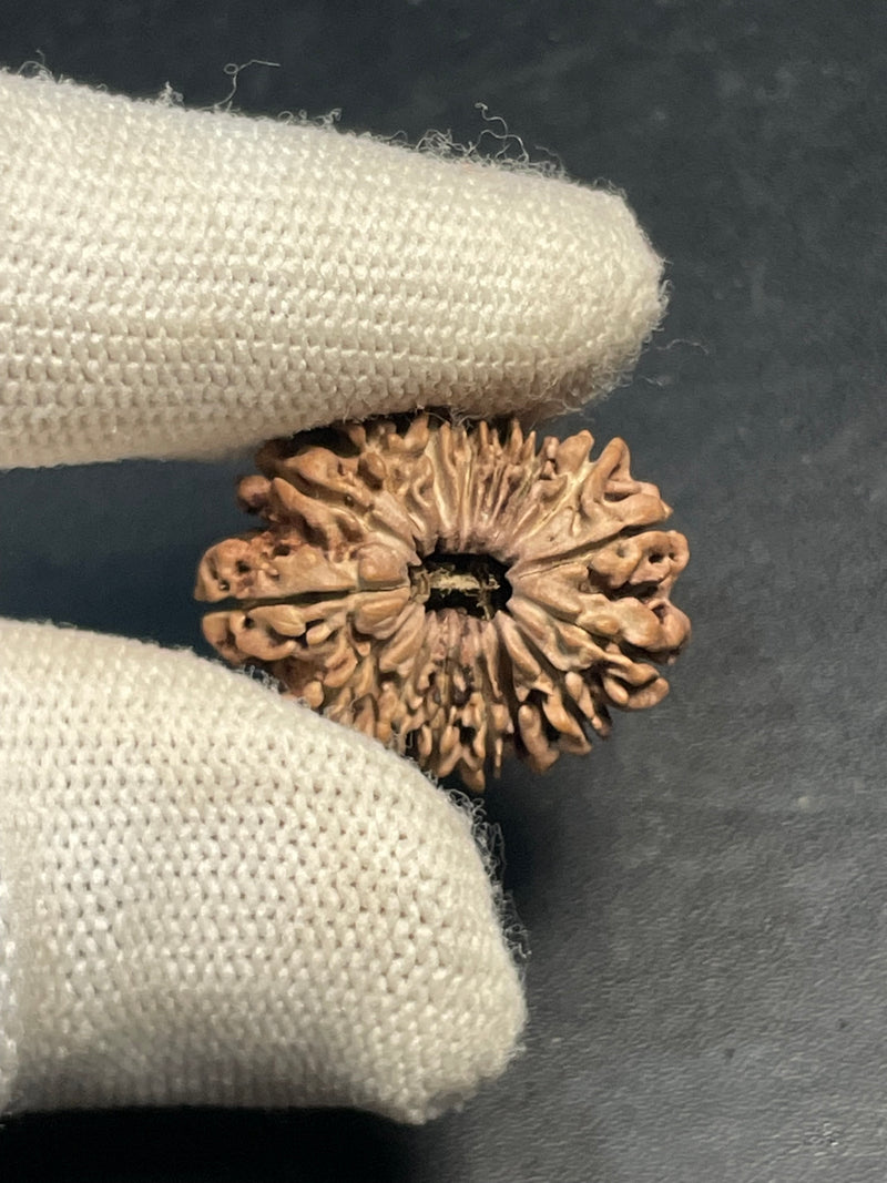 16 Mukhi Nepali Rudraksha for Divine Protection & Victory