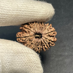 16 Mukhi Nepali Rudraksha for Divine Protection & Victory