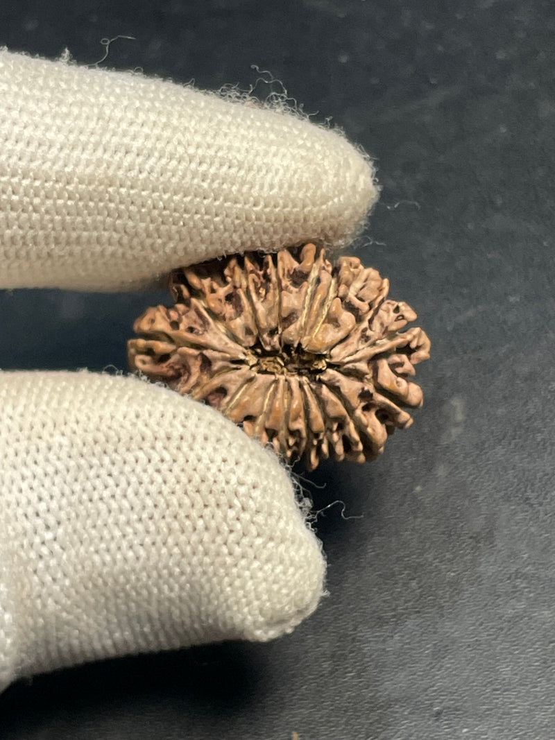 16 Mukhi Nepali Rudraksha for Divine Protection & Victory