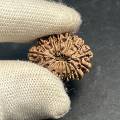 16 Mukhi Nepali Rudraksha for Divine Protection & Victory