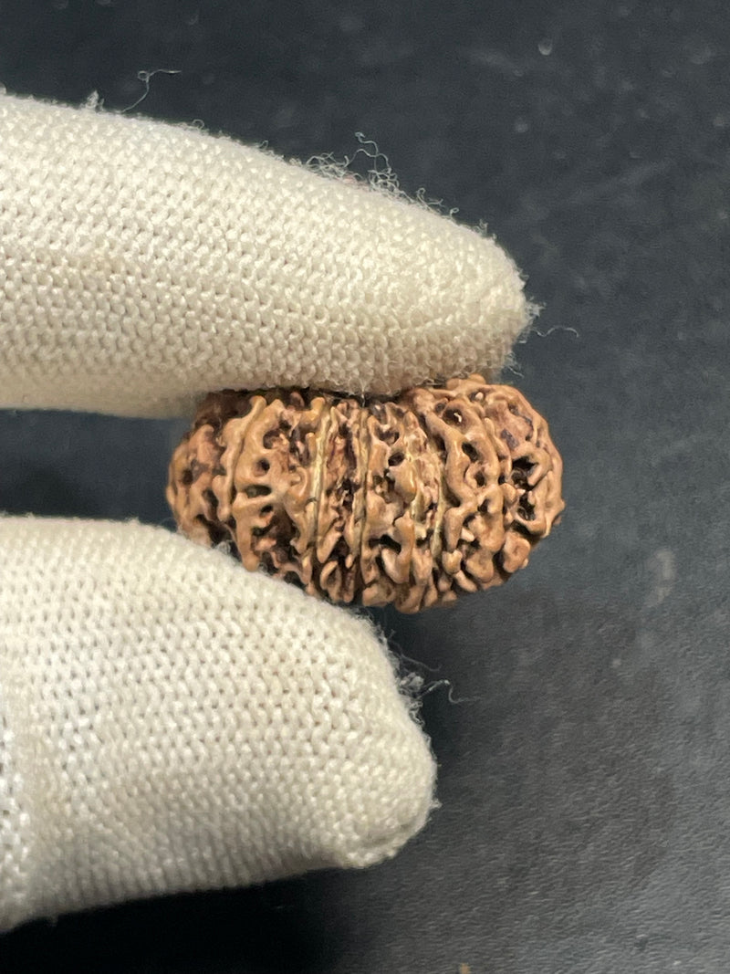 16 Mukhi Nepali Rudraksha for Divine Protection & Victory