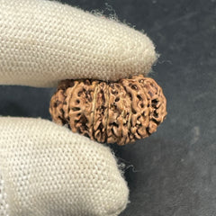 16 Mukhi Nepali Rudraksha for Divine Protection & Victory