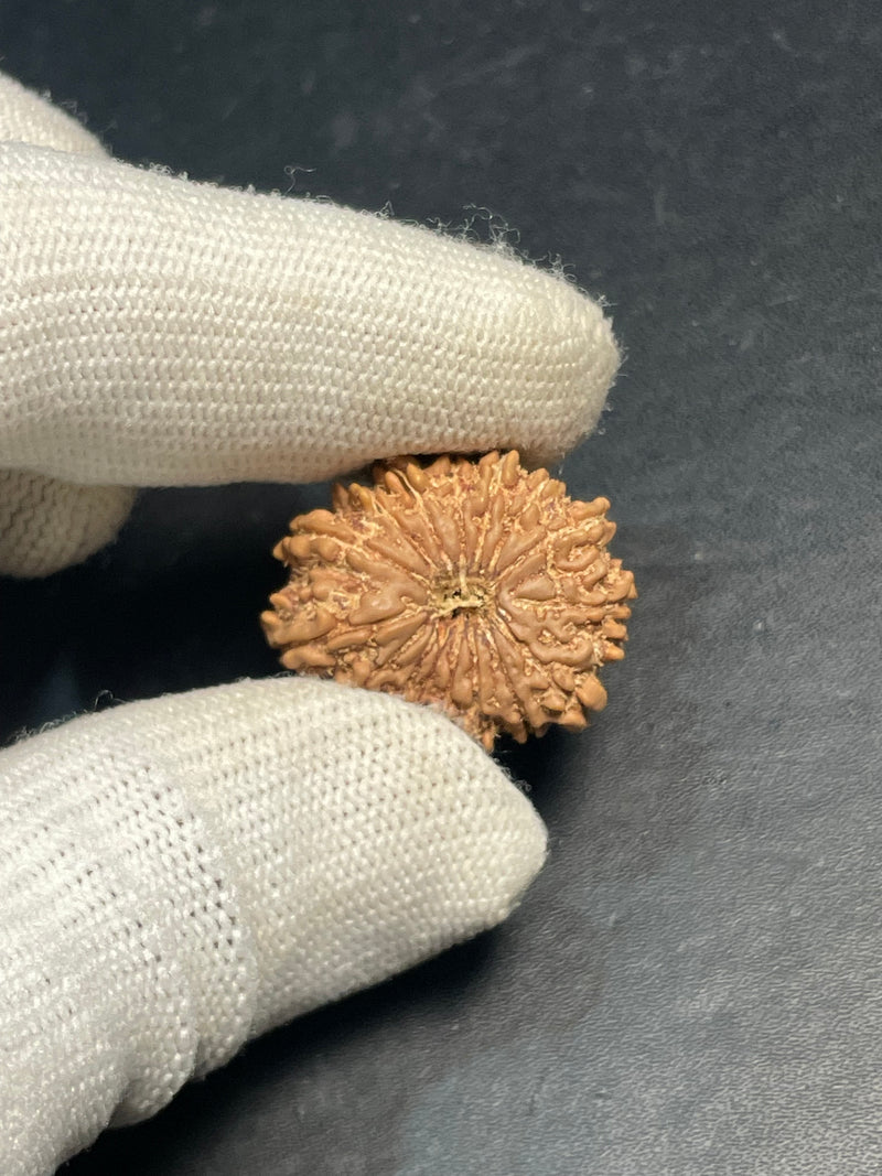 16 Mukhi Nepali Rudraksha for Divine Protection & Victory