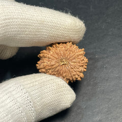 16 Mukhi Nepali Rudraksha for Divine Protection & Victory