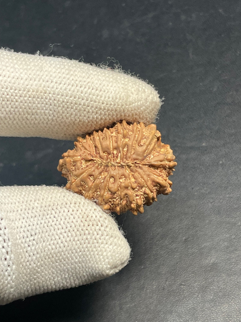 16 Mukhi Nepali Rudraksha for Divine Protection & Victory