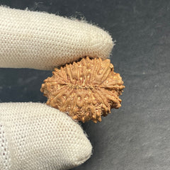 16 Mukhi Nepali Rudraksha for Divine Protection & Victory