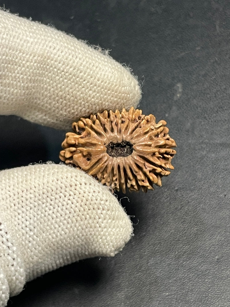 17 Mukhi Nepali Rudraksha for Wealth & Prosperity