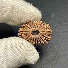 17 Mukhi Nepali Rudraksha for Wealth & Prosperity