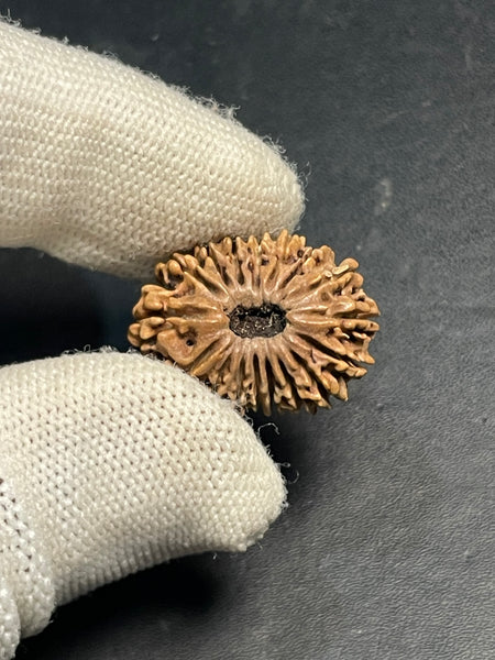 17 Mukhi Nepali Rudraksha for Wealth & Prosperity