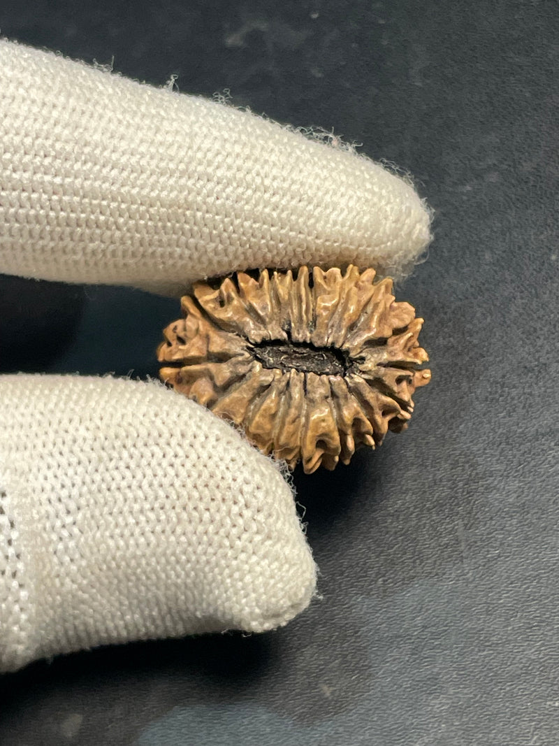 17 Mukhi Nepali Rudraksha for Wealth & Prosperity