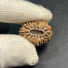17 Mukhi Nepali Rudraksha for Wealth & Prosperity