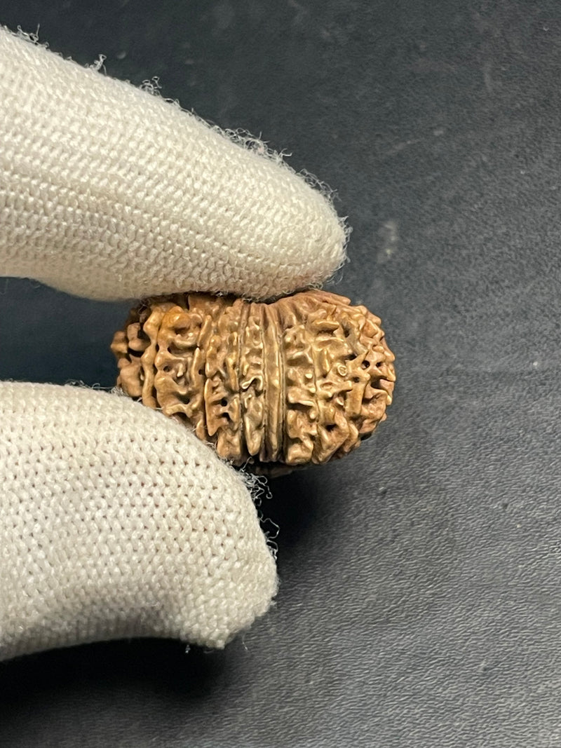 17 Mukhi Nepali Rudraksha for Wealth & Prosperity